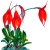 San Francisco Orchid Society